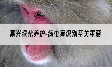 嘉兴绿化养护-病虫害识别至关重要