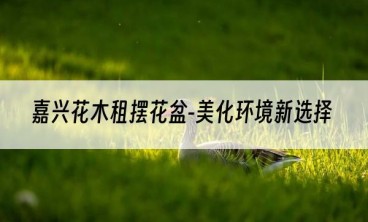 嘉兴花木租摆花盆-美化环境新选择