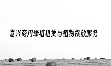 嘉兴商用绿植租赁与植物摆放服务