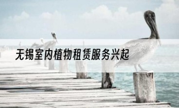 无锡室内植物租赁服务兴起