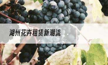 湖州花卉租赁新潮流