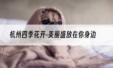 杭州四季花开-美丽盛放在你身边