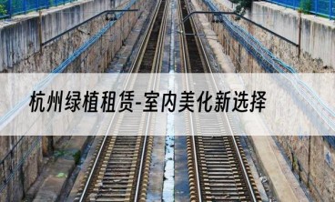 杭州绿植租赁-室内美化新选择