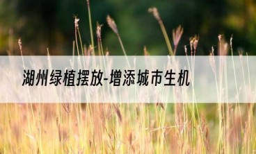 湖州绿植摆放-增添城市生机
