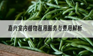 嘉兴室内植物租用服务与费用解析