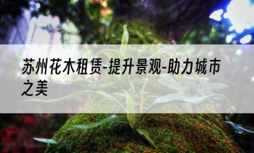 苏州花木租赁-提升景观-助力城市之美