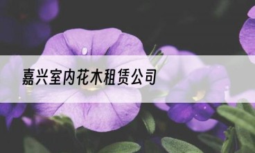 嘉兴室内花木租赁公司