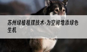 苏州绿植租摆技术-为空间增添绿色生机