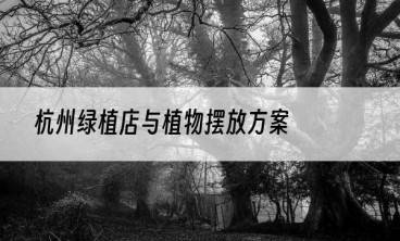 杭州绿植店与植物摆放方案