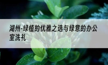 湖州-绿植的优雅之选与绿意的办公室洗礼