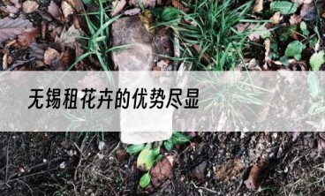 无锡租花卉的优势尽显