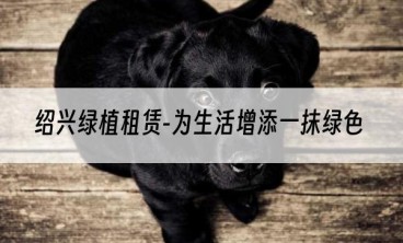 绍兴绿植租赁-为生活增添一抹绿色