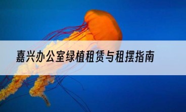 嘉兴办公室绿植租赁与租摆指南