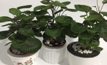 绿植租赁：打造时尚豪华的生活空间装饰