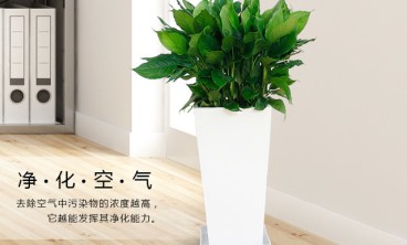 如何选择适合自己需求的花卉出租公司