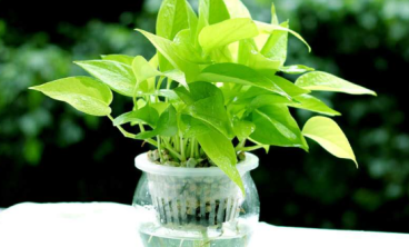 绿植租赁如何改变我们的生活方式