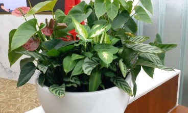 花卉出租的积极作用