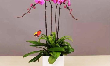 如何有效管理绿植租摆，确保植物健康成长？