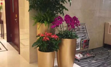 绿植养护的四大好处是什么？