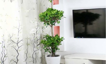 靠谱的绿植租赁公司