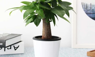 养花学会这几招,没人浇水也不怕