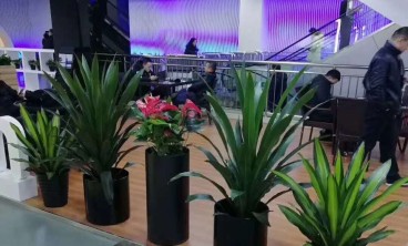 绿植租摆：时尚新趋势，租花给家增添活力