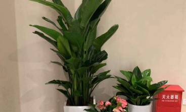 租花有哪些注意事项？