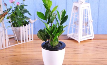 绿植租赁需要注意哪些事项？