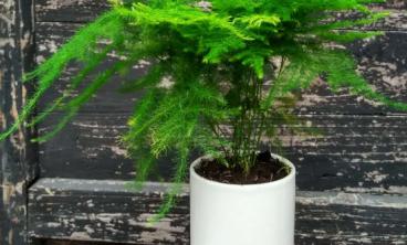 办公室绿植租赁：提升工作环境的绿色品质