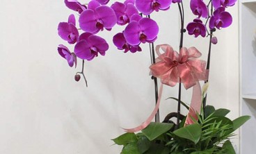 室内花摆不开花的六个原因是什么？