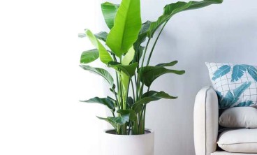 如何选择适合自己家庭的绿植租赁方案？