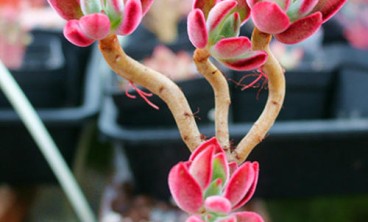 租花过程中可能遇到的问题及解决方法有哪些？