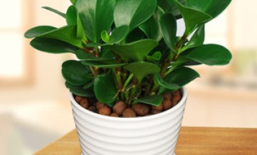 酒店如何利用绿植租赁营造宜人氛围