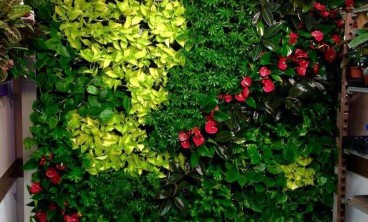 如何选择适合自己家居或办公空间的绿植租赁方案？