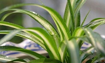 植物租赁方案设计