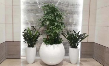 花卉绿植租摆分享室内盆栽的养护准则