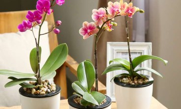 了解花卉锈病的防治方法