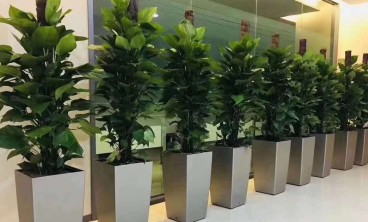办公室绿植租赁-连根式怪柳盆景如何制作?