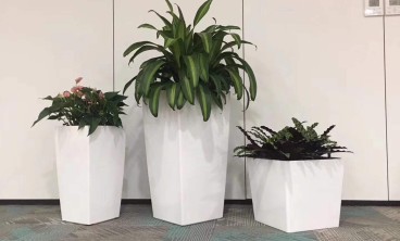 绿植租赁如何帮助改善室内空气质量？