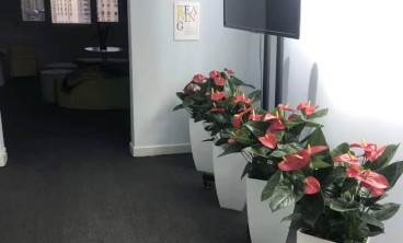 办公室绿植租摆的好处