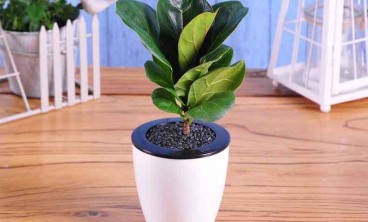 绿植租赁:冬季花卉的保温方式