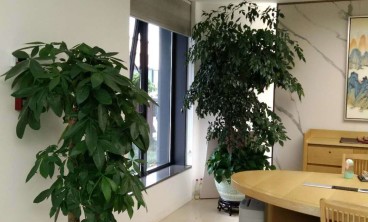 绿植租赁能带来哪些健康和心理益处？