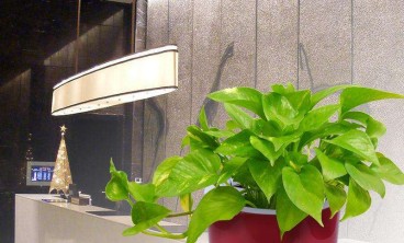 植物缺这些营养时会呈现那些症状？