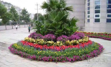 绿植租摆中有哪些推荐的室外绿植？