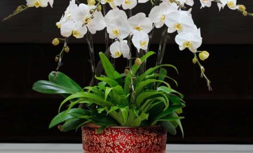 花卉买回家以后怎么养护？