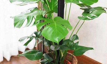 如何选择适合办公环境的绿植租赁方案