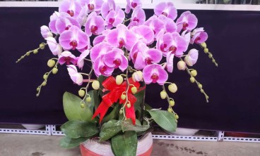 夏天怎么给花卉植物浇水？