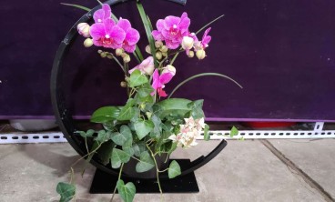 办公室绿植花卉租摆的植物选择