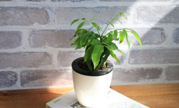 办公室植物租赁应该摆什么？