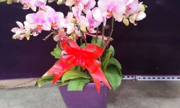 如何选购花卉？